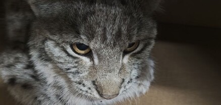 Երեկ Շիրակի մարզում հայտնաբերված լուսանը Կենդանաբանական այգի տեղափոխվելուց մոտ մեկ ժամ անց անկել է