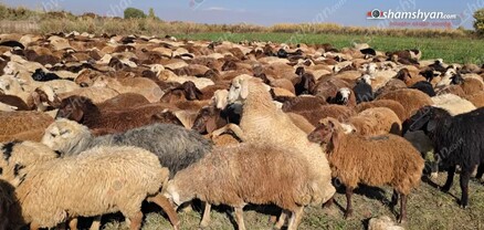 Ապարանում գողացել են 39-ամյա քաղաքացու 253 գլուխ ոչխարները․ վնասի չափը 18 մլն դրամ է. shamshyan.com