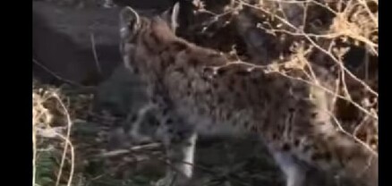 Շիրակի մարզում քաղաքացին տեսանկարահանել է լուսանի