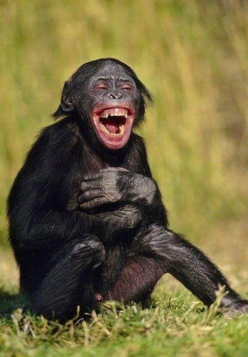 Գիտնականները բացահայտել են, թե որ կենդանիններն են կարողանում ծիծաղել
