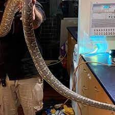 Հսկայական օձ է հայտնաբերվել Բրիսբենի տներից մեկում