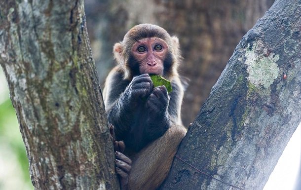 Չինաստանում գրանցվել է առաջին մահը կապիկի վիրուսից