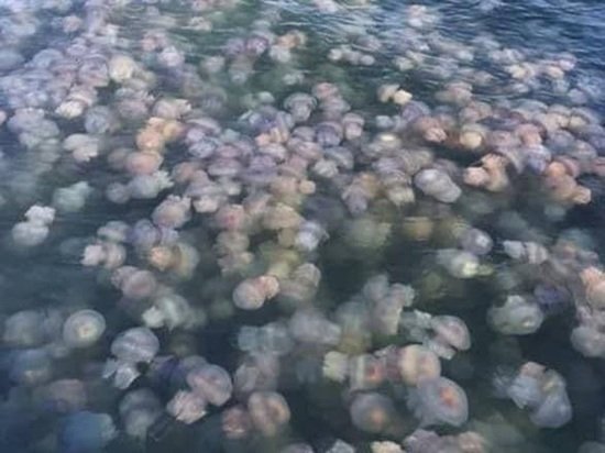 Համացանցում է հայտնվել Ազովի ծովում հսկայական մեդուզաների «արշավանքի» տեսանյութը
