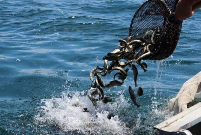 Սեպտեմբերի 1-ից ավարտվում է Սևանա լճում արդյունագործական ձկնորսության որսաշրջանի երկրորդ փուլը