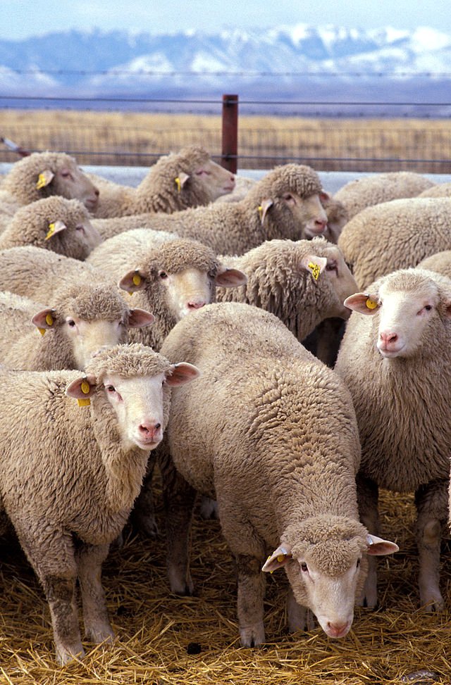 Վրաստանում կայծակի հարվածից սատկել է ավելի քան 550 ոչխար