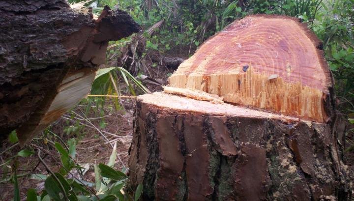 Գուգարքի անտառտնտեսության տարածքում հայտնաբերվել է ապօրինի հատված 39 ծառ