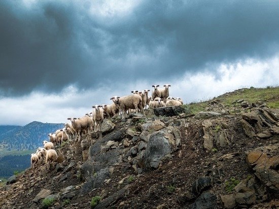 Վրաստանում կայծակի հարվածից շուրջ 550 ոչխար է սատկել