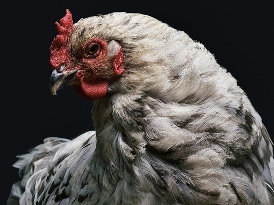 Ռուս գիտնականները բազմացրել են հավի տեսակ, որի ձուն օգտագործվում է պատվաստանյութերի արտադրության համար