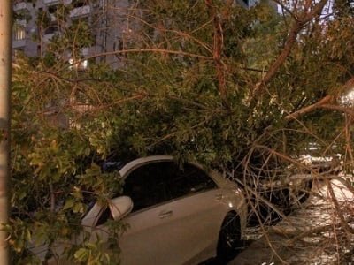 Երևանում ծառը կոտրվել և ընկել է մեքենայի վրա