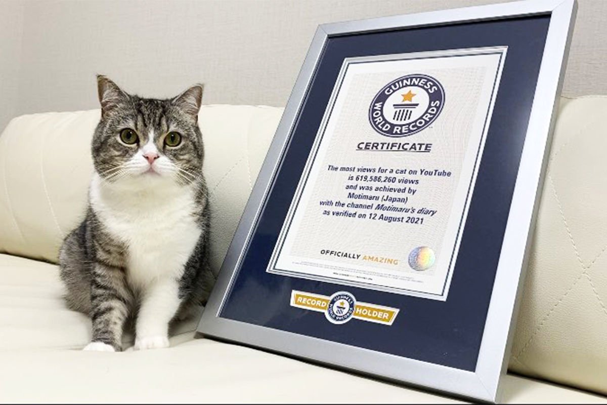 Ճապոնական կատուն Youtube-ում հավաքել է ավելի քան 600 միլիոն դիտում և հայտնվել Գինեսի ռեկորդների գրքում