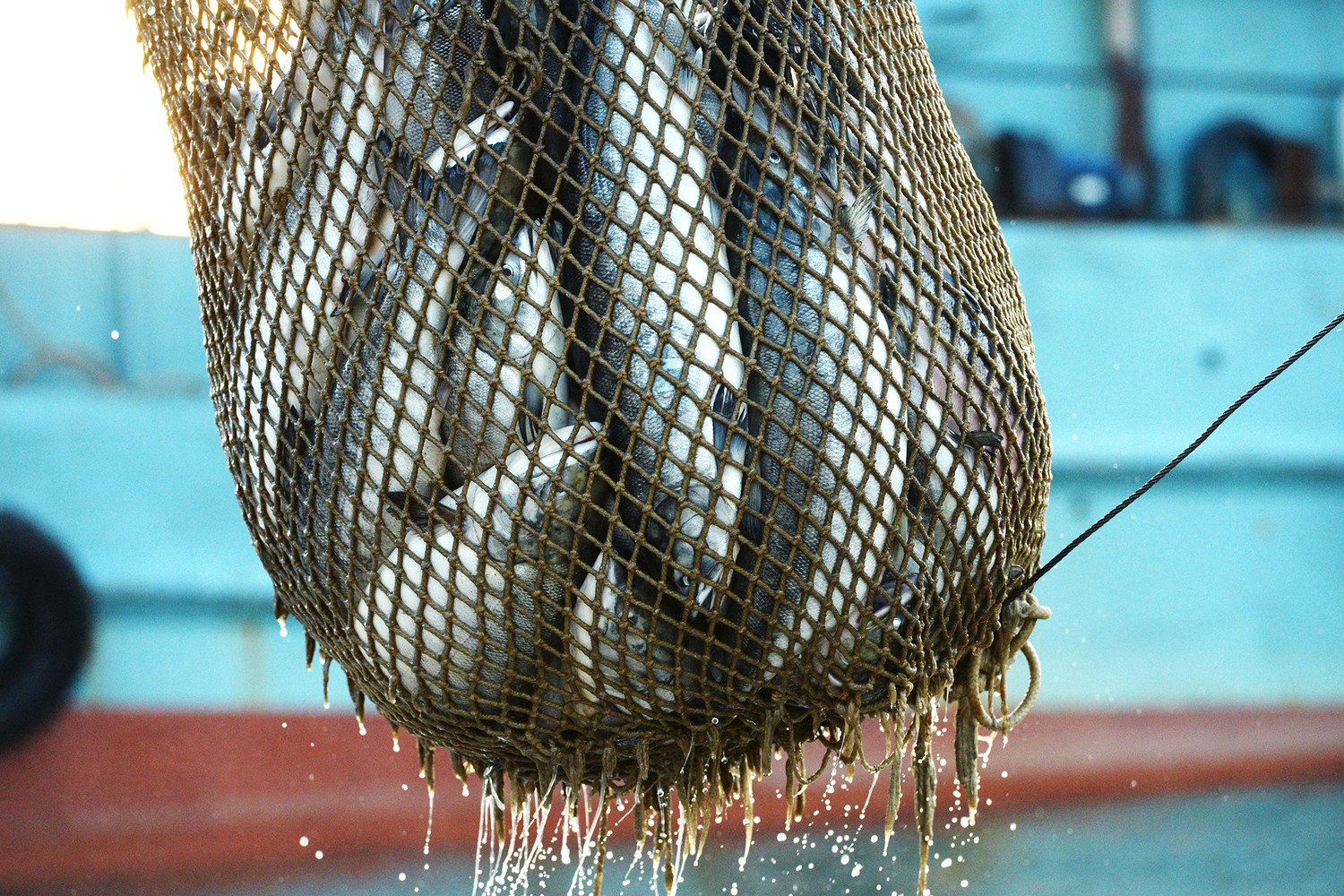 Բրիտանիան ԵՄ-ից ձկնային վերջնագիր է ստացել