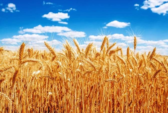 Կառավարությունը կսուբսիդավորի 1 կգ ցորենի համար սահմանված նվազագույն շահավետ գնի 70 դրամը
