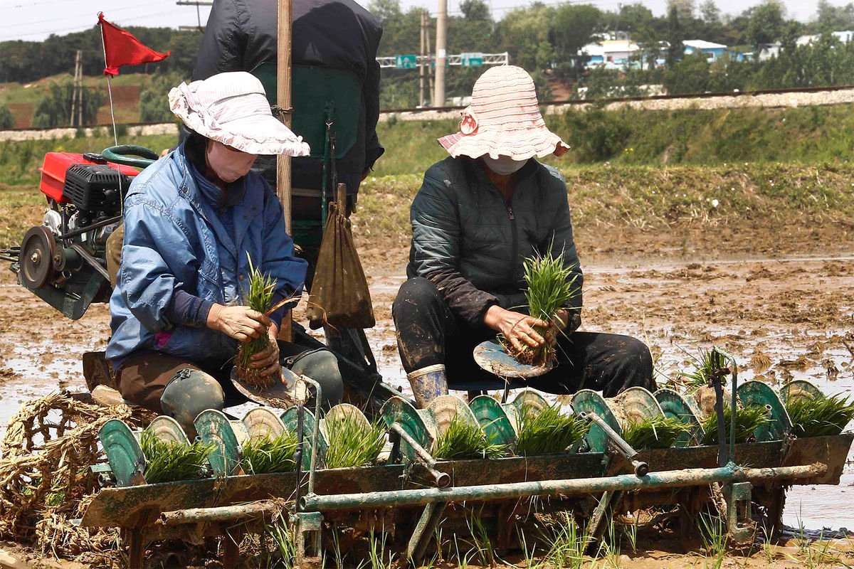 Հյուսիսային Կորեայի ֆերմերներին ուղարկել են աշխատանքային ճամբարներ եգիպտացորենի պակասի պատճառով
