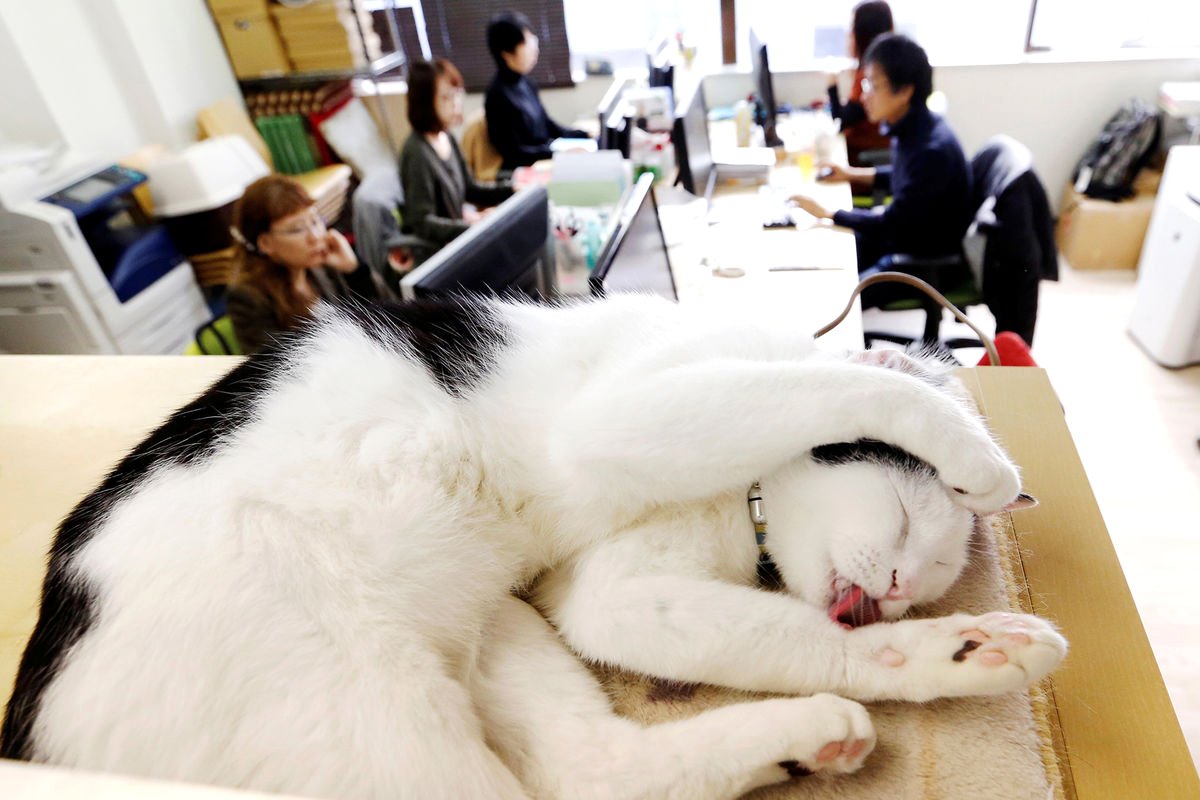 Ճապոնիայում 9 փողոցային կատուների տեղավորել են գրասենյակում՝ աշխատակիցների աշխատանքը բարելավելու համար