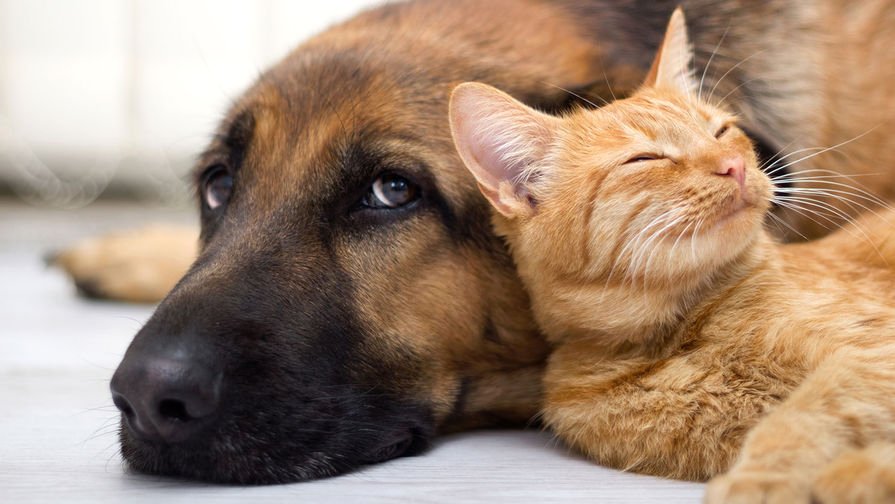 Կորոնավիրուսը կարող է կատուների և շների սրտի բորբոքում առաջացնել