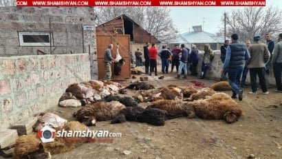 Արագածոտնի մարզի Ագարակավան գյուղում գայլերի ոհմակը 170-ից ավելի մայրացու ոչխարներ է հոշոտել