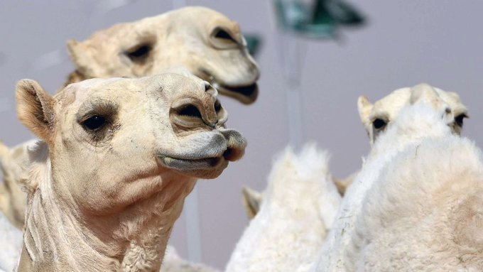 Սաուդյան Արաբիայում ուղտերը  բոտոքսի պատճառով դուրս են  մնացել գեղեցկության մրցույթից  