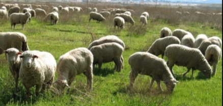 Անասնապահությամբ զբաղվող քաղաքացին վաճառքի է հանել իր ունեցած 900 գլուխ ոչխարը․ Ժողովուրդ