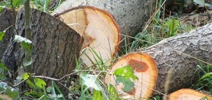 Ապօրինի հատված 344 ծառ՝ պատճառված 30մլն դրամի վնաս. քրեական գործն ուղարկվել է  դատարան