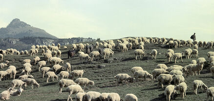 Բաքուն հայ հովվին փոխանցել է ռուս խաղաղապահներին
