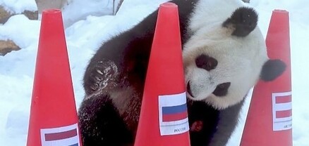 Մոսկվայի կենդանաբանական այգու պանդաները կանխագուշակել են Պեկինի Օլիմպիադայի արդյունքները