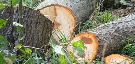 2021թ. Լոռու մարզում ապօրինի անտառահատումները և պատճառված վնասները նվազել են․ դատախազություն