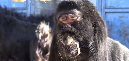 Թուրքիայում կիկլոպի աչքերով մուտանտ այծ է ծնվել