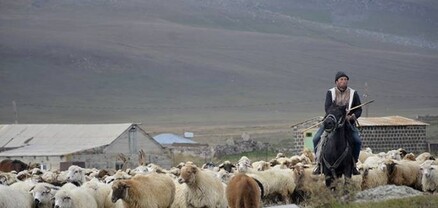 Բարձրացել ա անասունների հետեւից՝ տեսել ա վրանները․ Հրապարակ