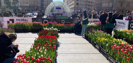 Նիդերլանդական Nationale Tulpendag-ը «ներմուծվեց» Հայաստան