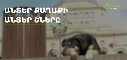 Անտեր քաղաքի անտեր շները