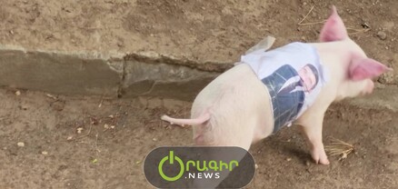 Պատգամավորի նկարով խոզը ձերբակալվեց
