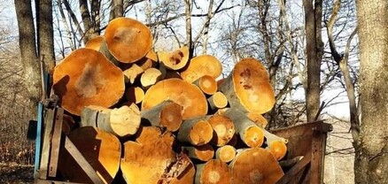 Ճամբարակի ոստիկաններն ապօրինի ծառահատման դեպք են բացահայտել