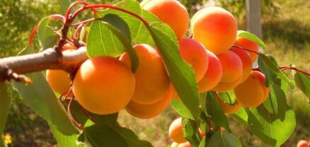 «Հանուն ծիրանի»-ն ավելի է միավորում, քան «հանուն հայրենիքի»-ն