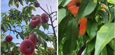 Երևան Սիթիում կգ 6500 արժի, Արցախում ծառերի վրա է մնացել սպառում չկա․ Սոֆյա Հովսեփյան