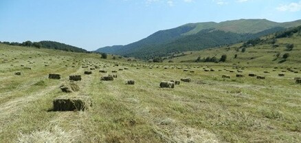 Աքորի գյուղում խոտհնձի ժամանակ տեղի ունեցած վիճաբանությունը սպանության պատճառ է դարձել