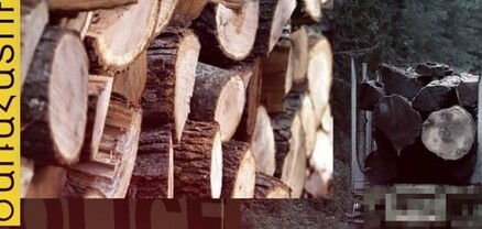 Ապօրինի ծառահատում` Լոռու մարզում