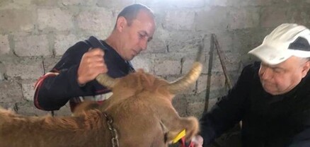Հայաստանում համարակալվել է առաջին խոշոր եղջերավոր կենդանին