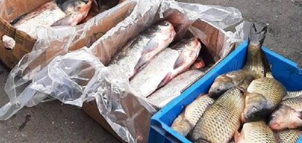Առգրավվել է շուրջ 870 կգ սիգ. ԲԸՏՄ