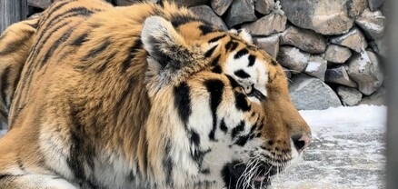 Երևանի կենդանաբանական այգին նոր բնակիչ ունի