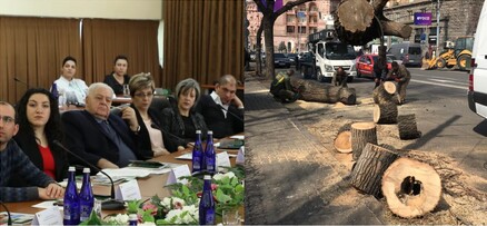 Քաղաքապետարանը ստում է. գիտնականները չեն իմացել, թե որտեղ պետք է իրականացվեն ծառահատումները