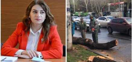 50-60 տարեկան ծառեր հատելը վանդալիզմ է, իսկ սակուրաները դեկորացիայի համար են