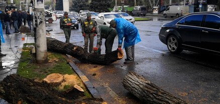 Այս պահին կտրում են Սայաթ֊Նովա պողոտայի առողջ ծառերը․ լուսանկարներ