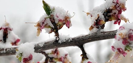 Արարատյան դաշտում և նրա նախալեռնային շրջաններում ամենացածր ջերմաստիճանը սպասվում է ապրիլի 1-ի լույս 2-ի գիշերը