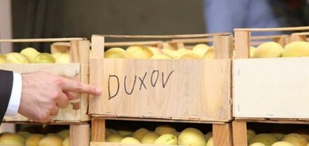 Ծիրանի մթերման գինը դարձել է 30 դրամ, նիկոլական գյուղապետերն առիթից օգտվում են
