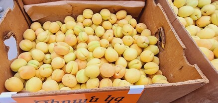 Ծիրանը էժանանում է, շնորհակալություն Ռուսաստանին