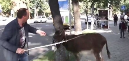 Փաշինյանի հետևից Երևան եկած Իլհամիկը շնորհավորում է նրա ծնունդը