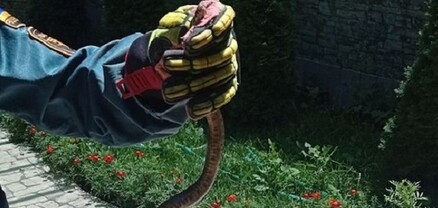 3 գյուրզա, 2 շահմար, 5 սահնօձ, 3 լորտու․ փրկարարներն անվտանգ տարածք են տեղափոխել օձերին