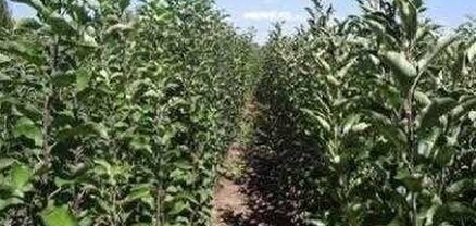 Աղետաբեր մարտահրավեր` գյուղատնտեսական ոլորտում