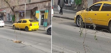 Շենգավիթում՝ հենց փողոցի մեջտեղում, դիտահորի մեջ ծառ է «աճում»