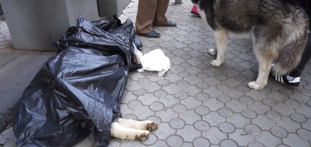 ՔՊ-ական անպատասխանատվություն. ինչո՞ւ գնդակահարվեցին շները 